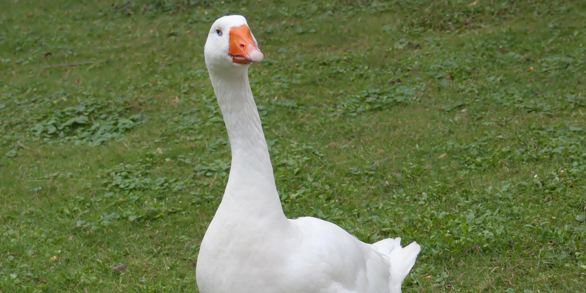 Untitled Goose Game and Stray: Must-Play Indie Animal Simulators